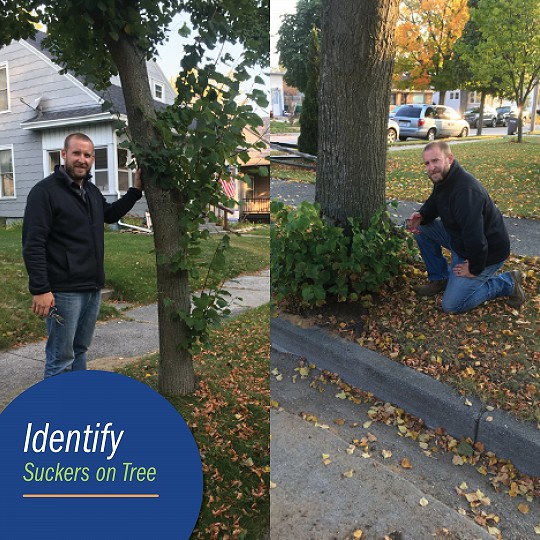 Identify Suckers on Tree