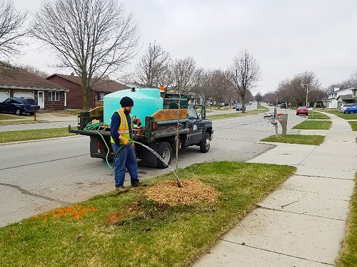 A DPW employee waters a new tree